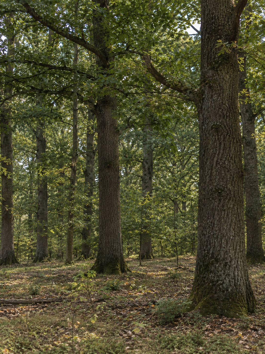 Verantwoord gewonnen hardhout